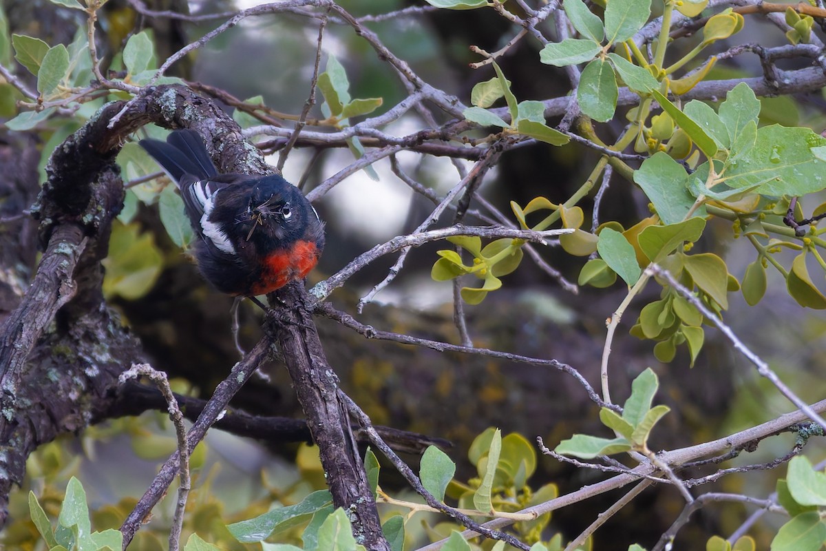 Painted Redstart - ML646777978
