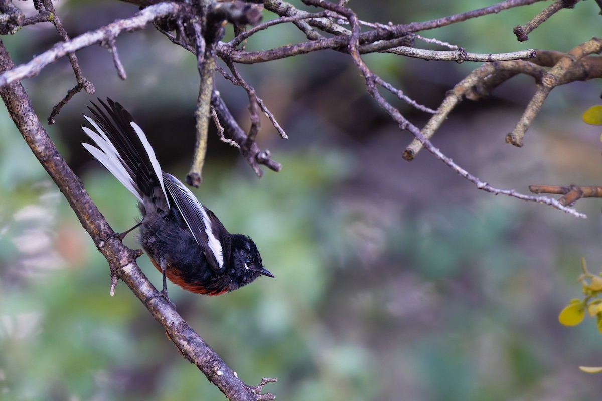 Painted Redstart - ML646777979