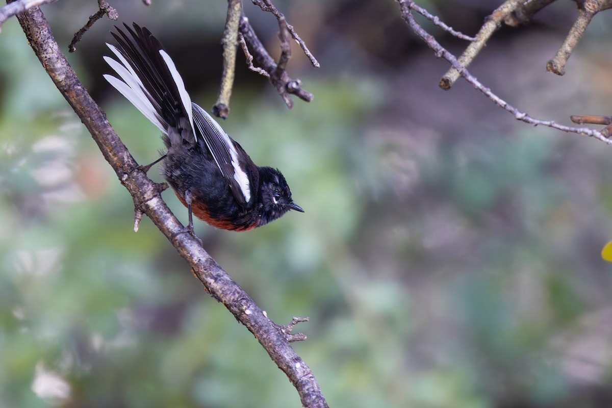 Painted Redstart - ML646777980