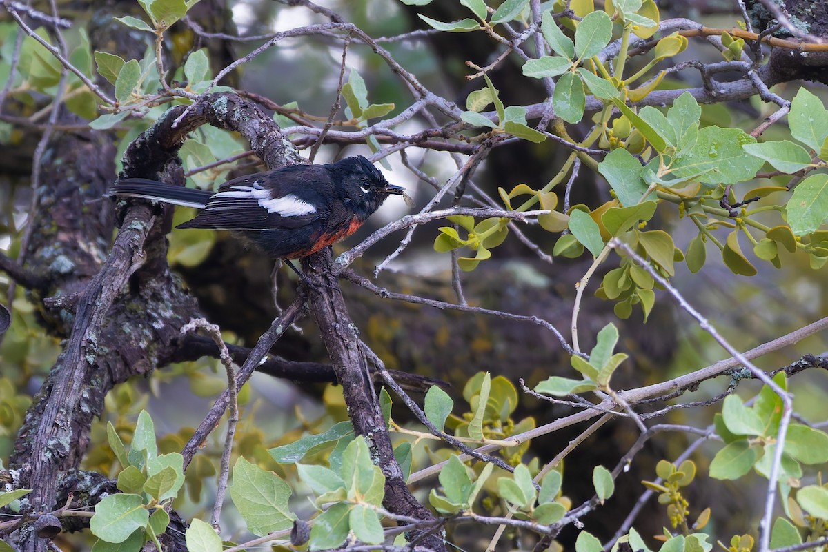 Painted Redstart - ML646777981