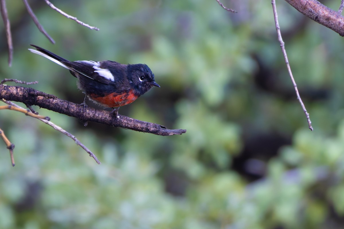 Painted Redstart - ML646777982
