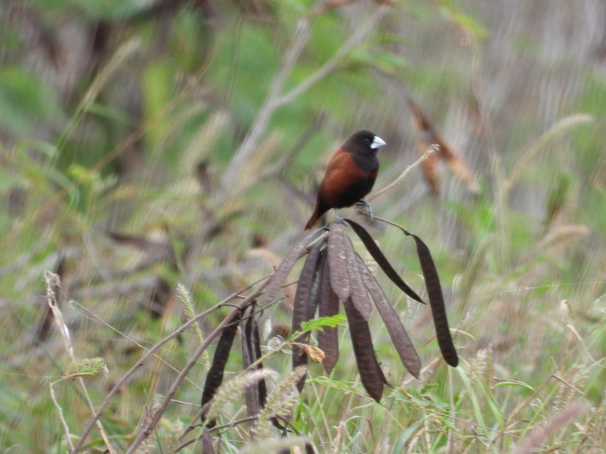 Capuchino Castaño - ML646777984