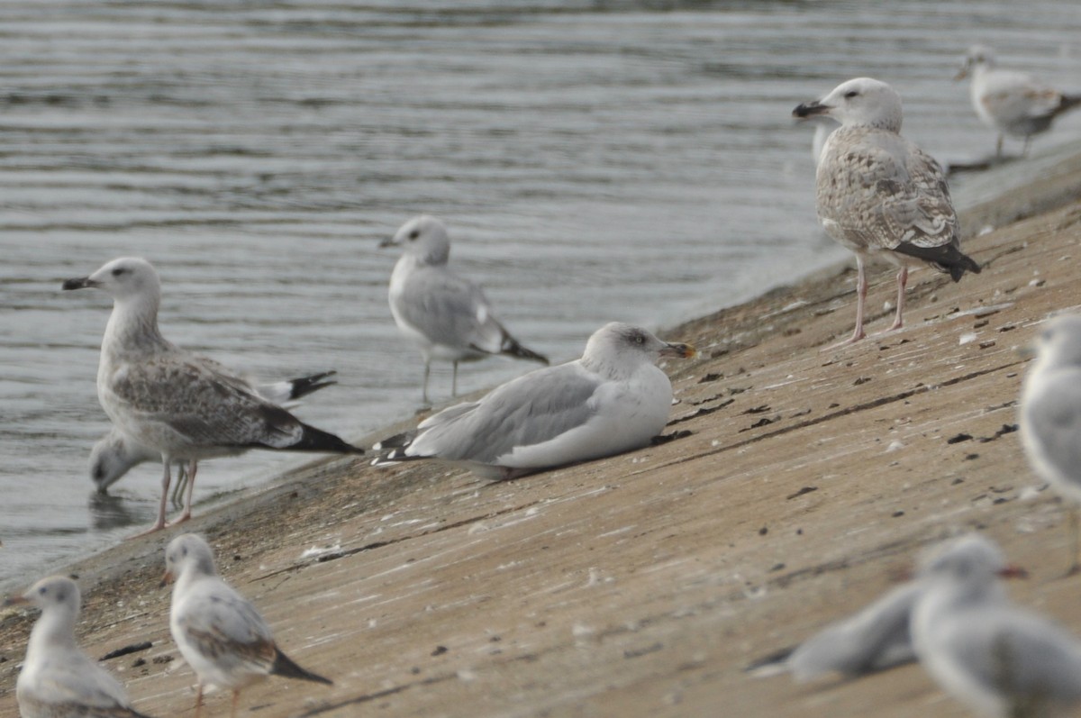 ヨーロッパセグロカモメ - ML646777985