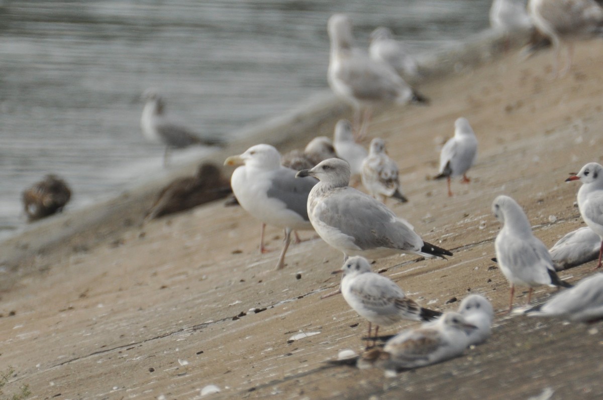 ヨーロッパセグロカモメ - ML646777986