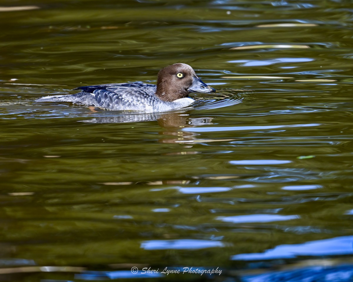 ホオジロガモ - ML646777987