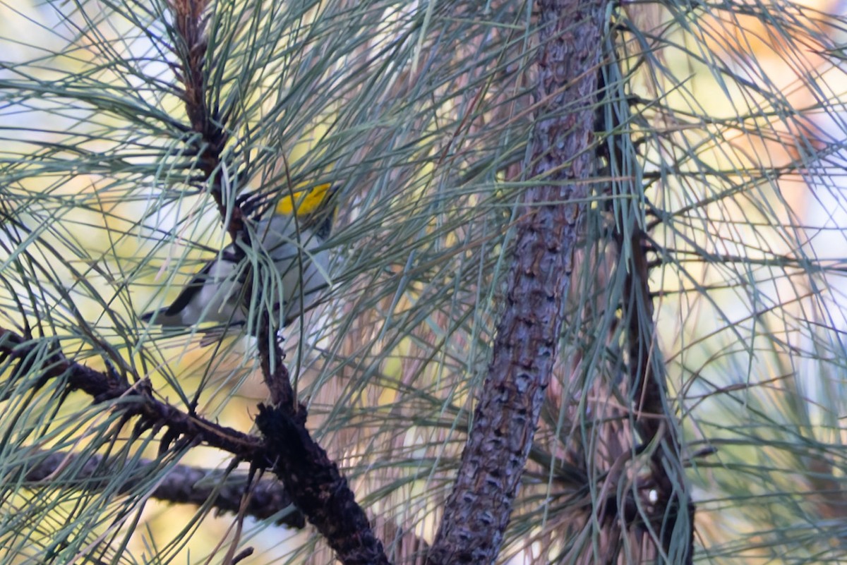 Hermit Warbler - ML646777994