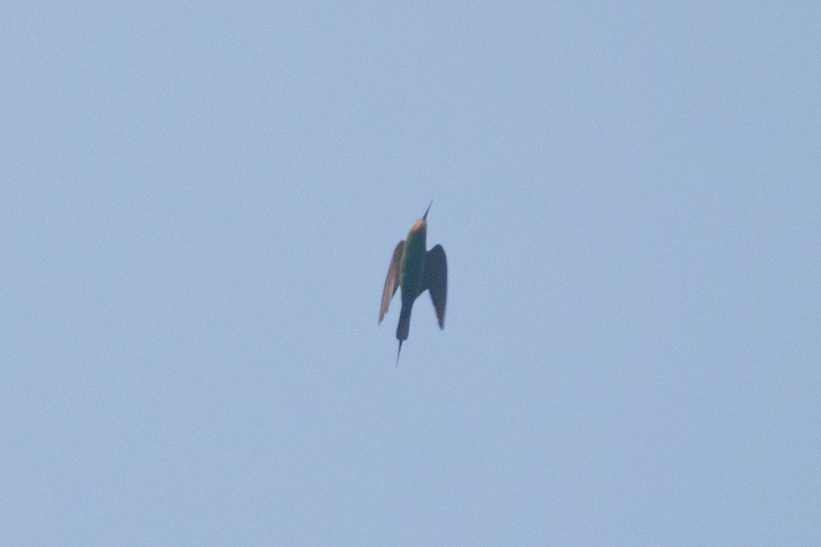 Бджолоїдка зелена - ML646777995