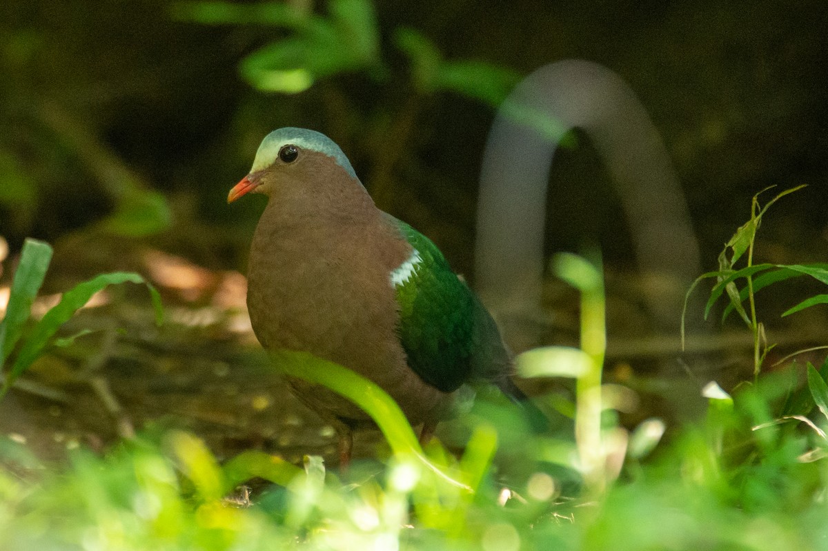 Голуб-зеленокрил індійський - ML646777998