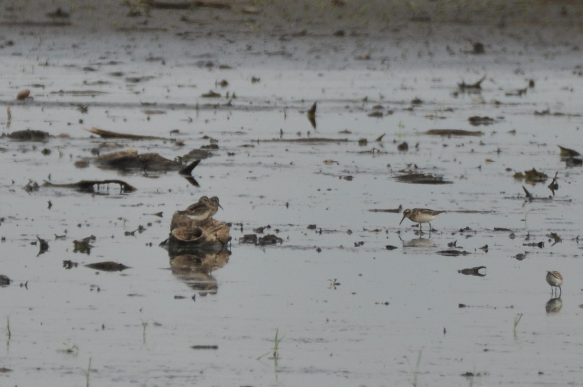 Побережник болотяний - ML646777999