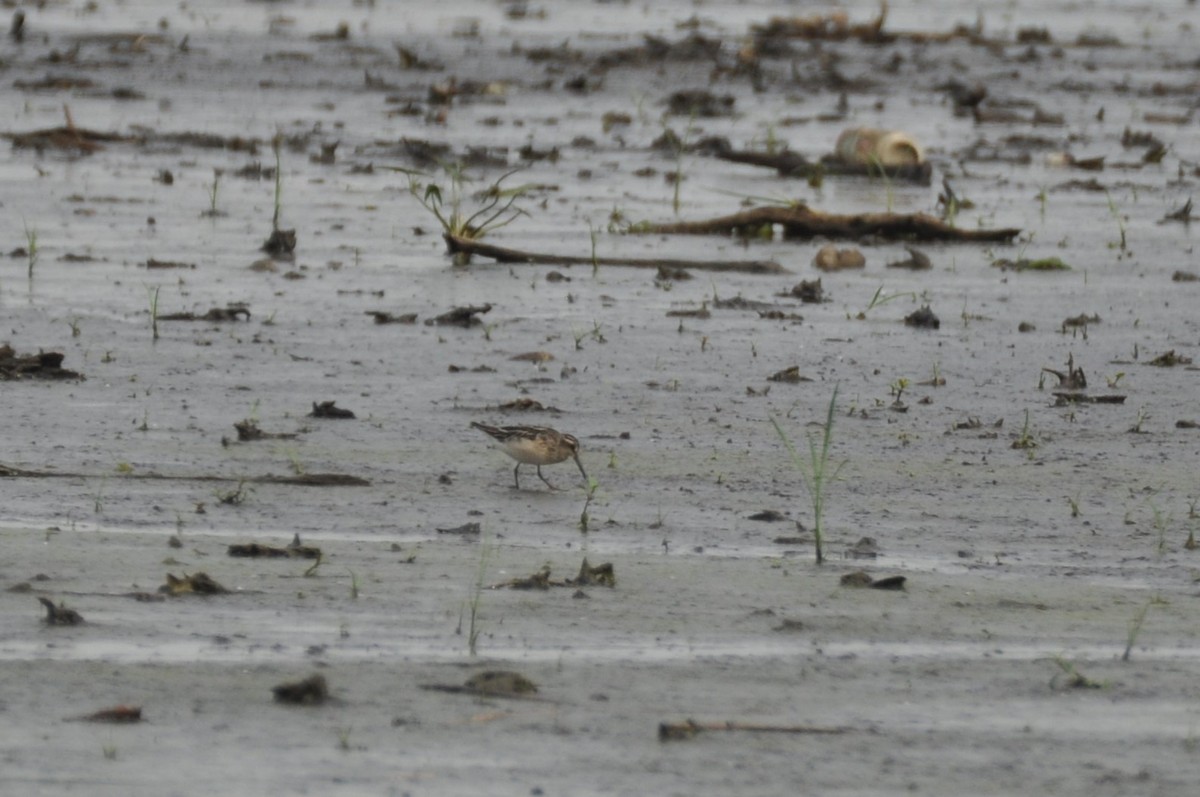 Побережник болотяний - ML646778000