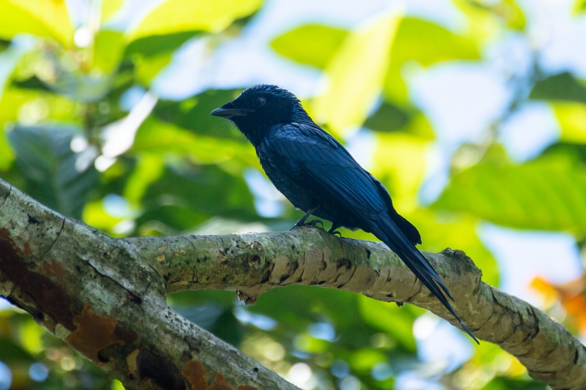 Дронго бронзовий - ML646778001