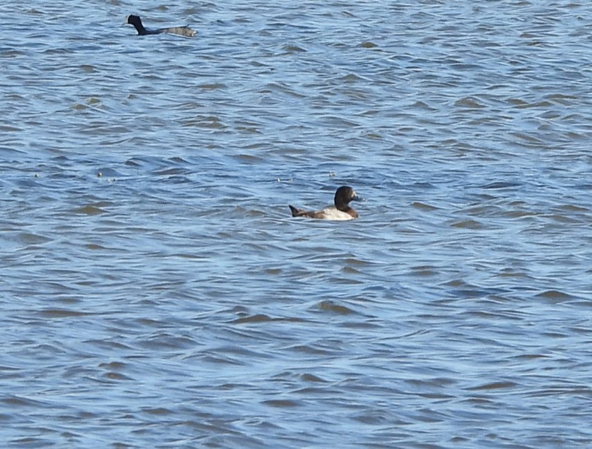 Чернь американська - ML646778002