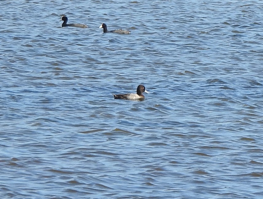 Чернь американська - ML646778003