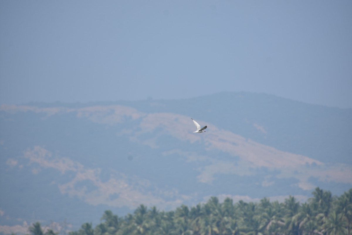 Sterninae sp. - ML646778004