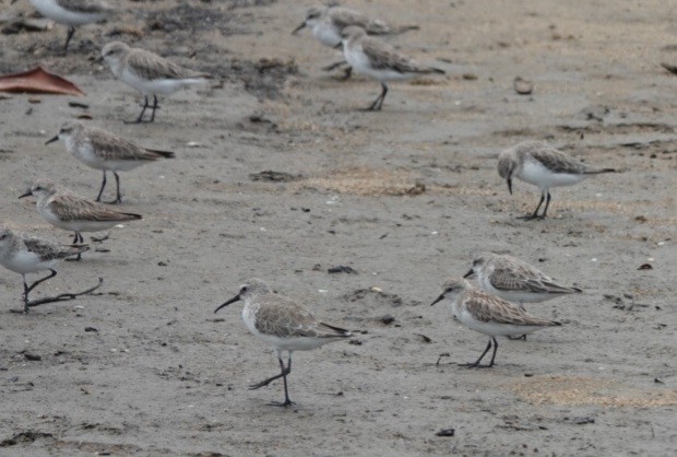 Побережник червоногрудий - ML646778005