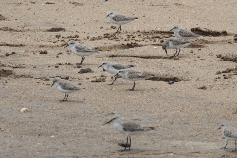 Побережник червоногрудий - ML646778006