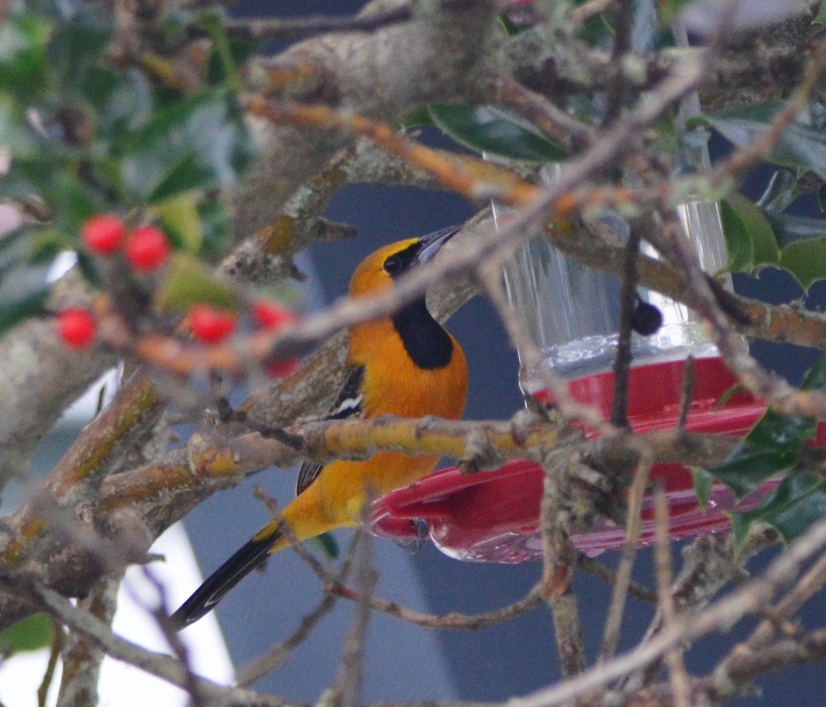 palmetrupial - ML646778007