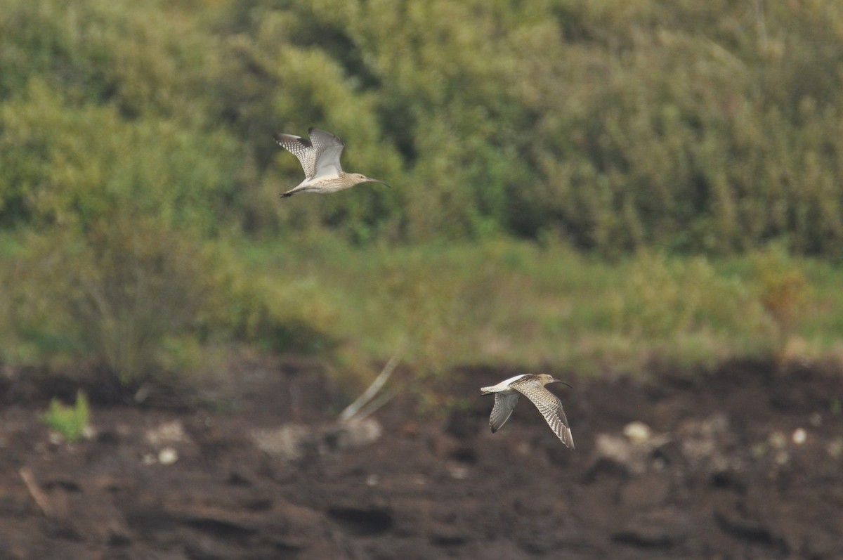 Кульон великий - ML646778008