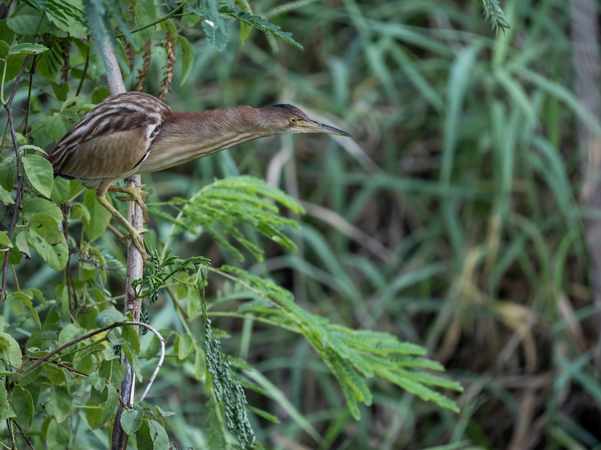 Yellow Bittern - ML646778009