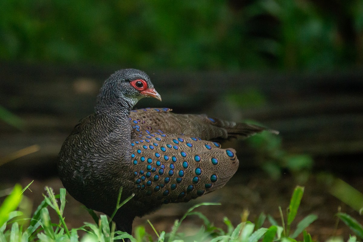 Віялохвіст в’єтнамський - ML646778010