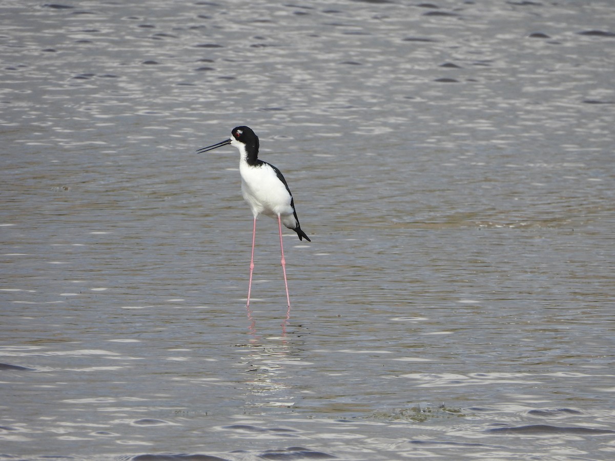 Кулик-довгоніг американський (підвид knudseni) - ML646778013