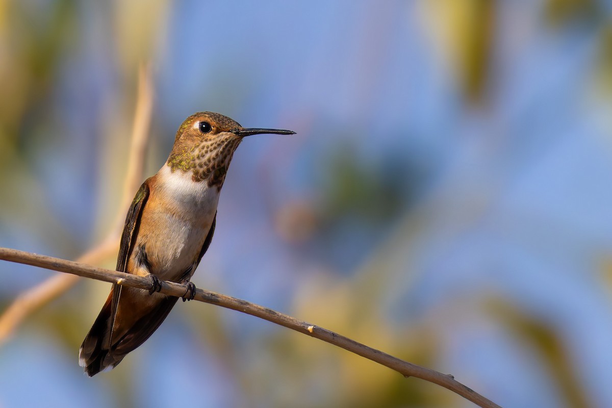 Колібрі-крихітка вогнистий - ML646778014