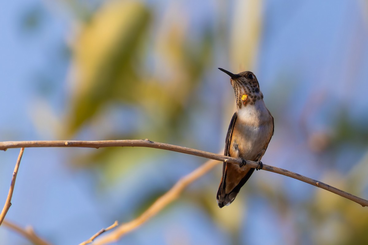 Колібрі-крихітка вогнистий - ML646778015