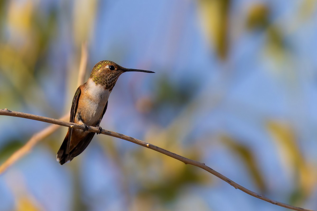 Колібрі-крихітка вогнистий - ML646778016