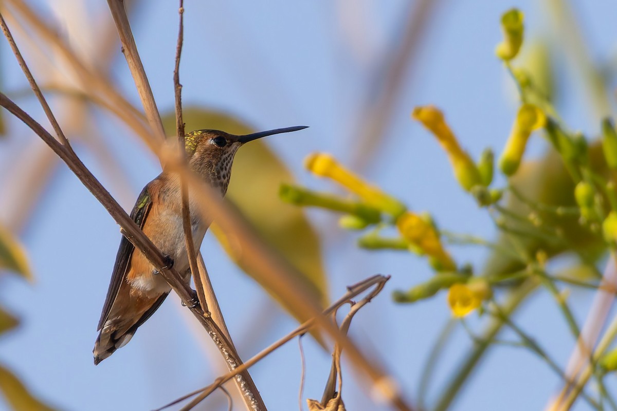 Колібрі-крихітка вогнистий - ML646778017
