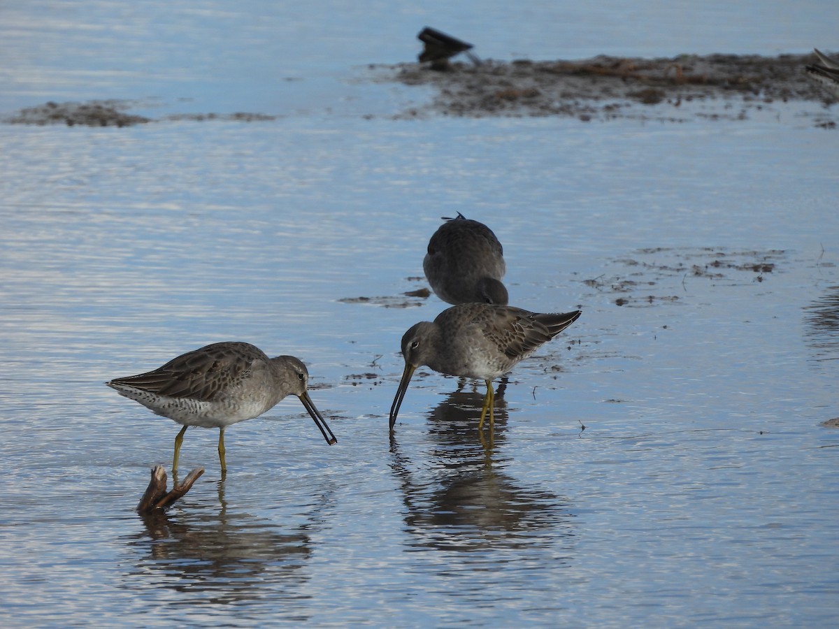 Long-billed Dowitcher - ML646778018