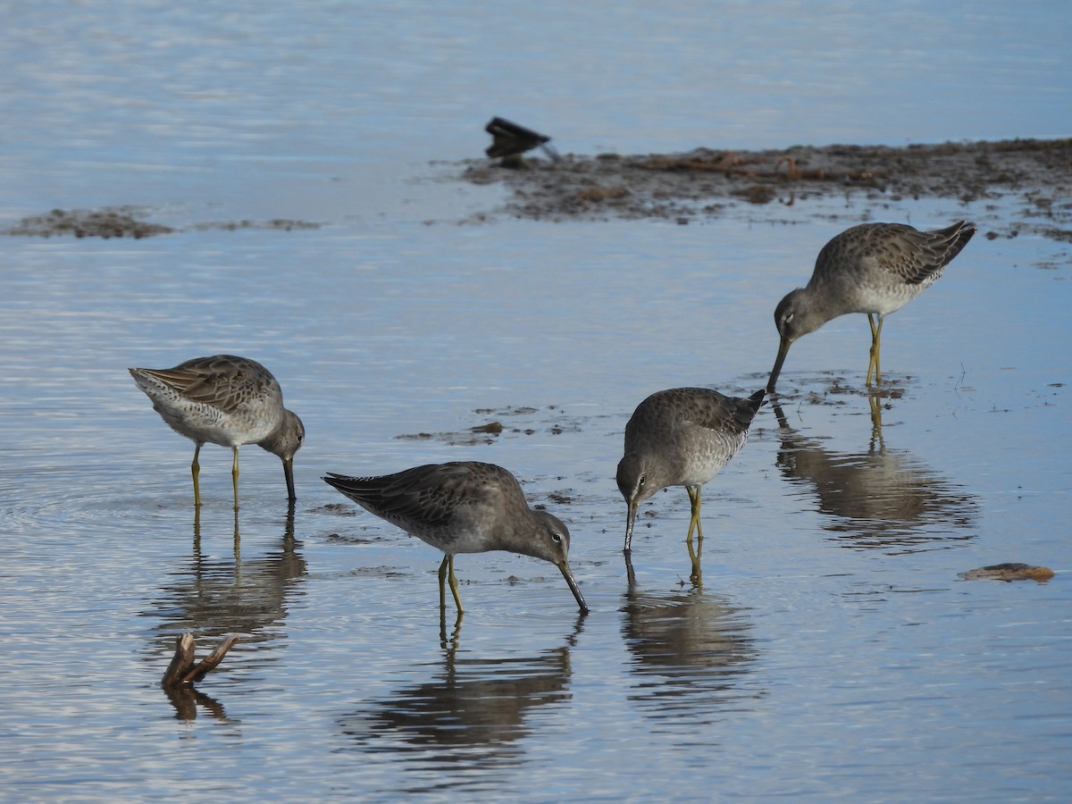 Long-billed Dowitcher - ML646778019