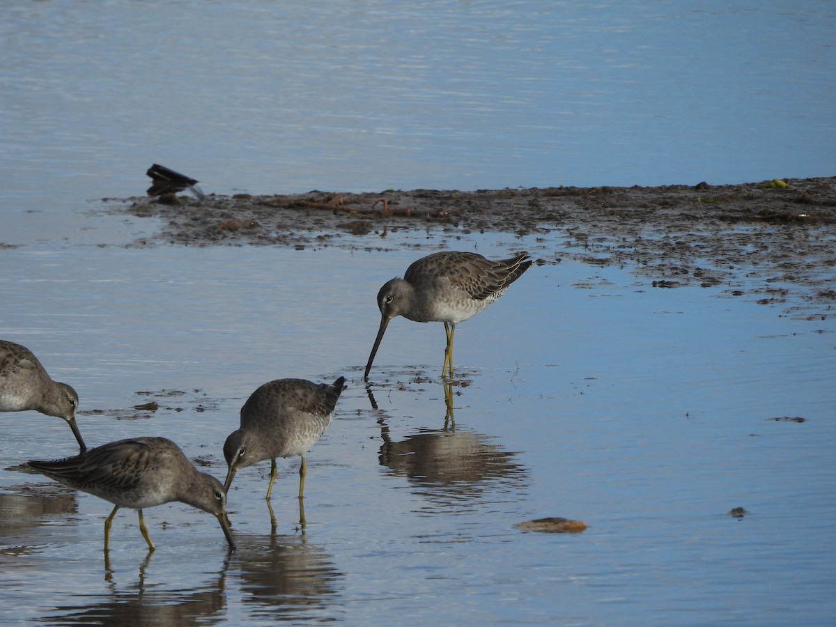 Long-billed Dowitcher - ML646778020