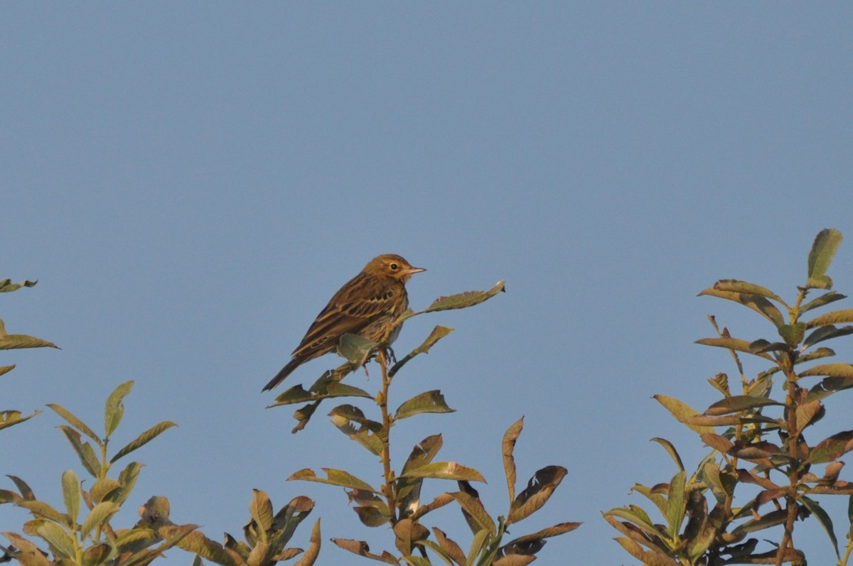 Щеврик лісовий - ML646778021