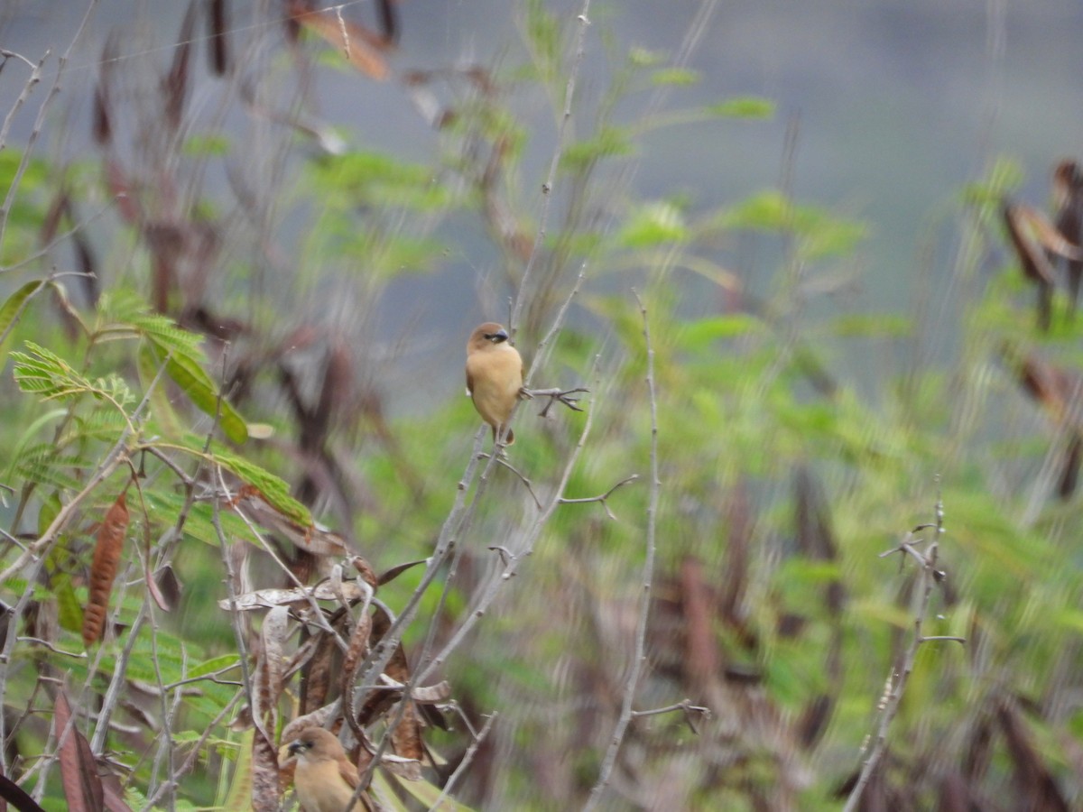 Scaly-breasted Munia - ML646778022