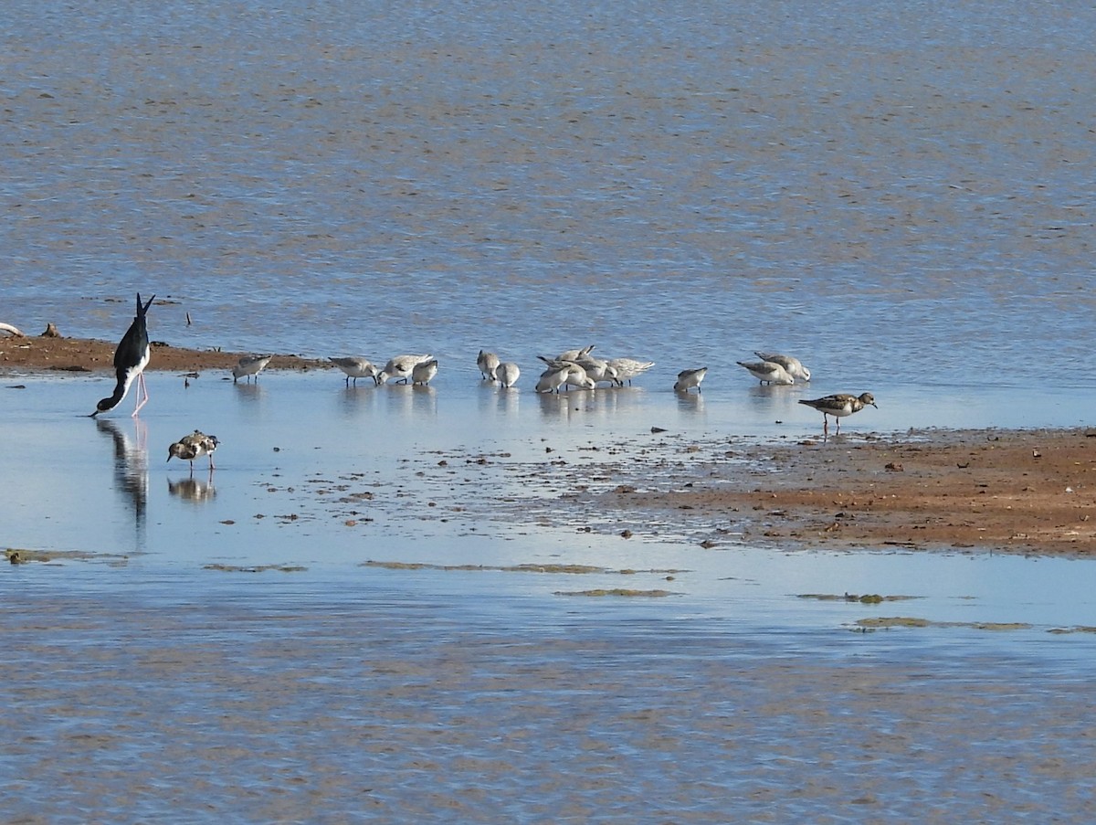 Sanderling - ML646778023