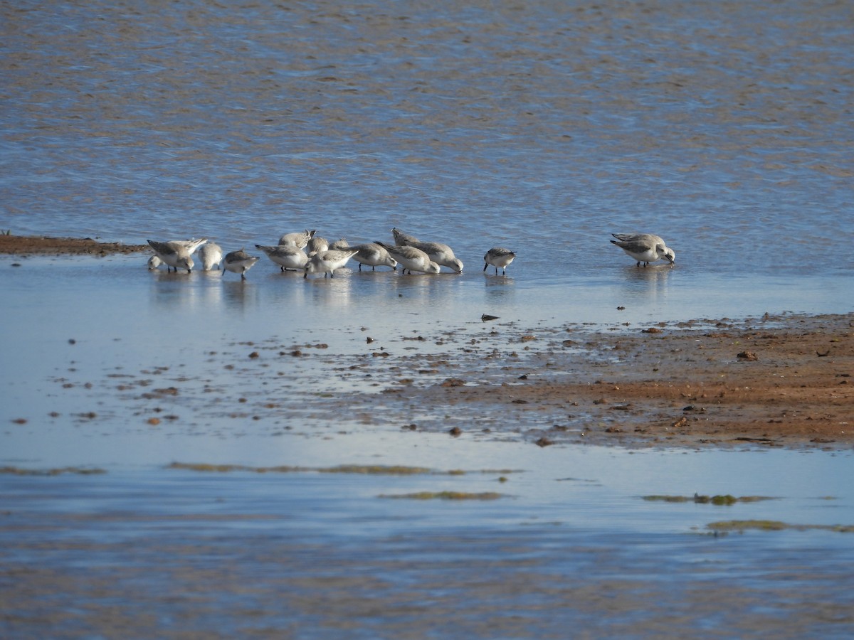Sanderling - ML646778024