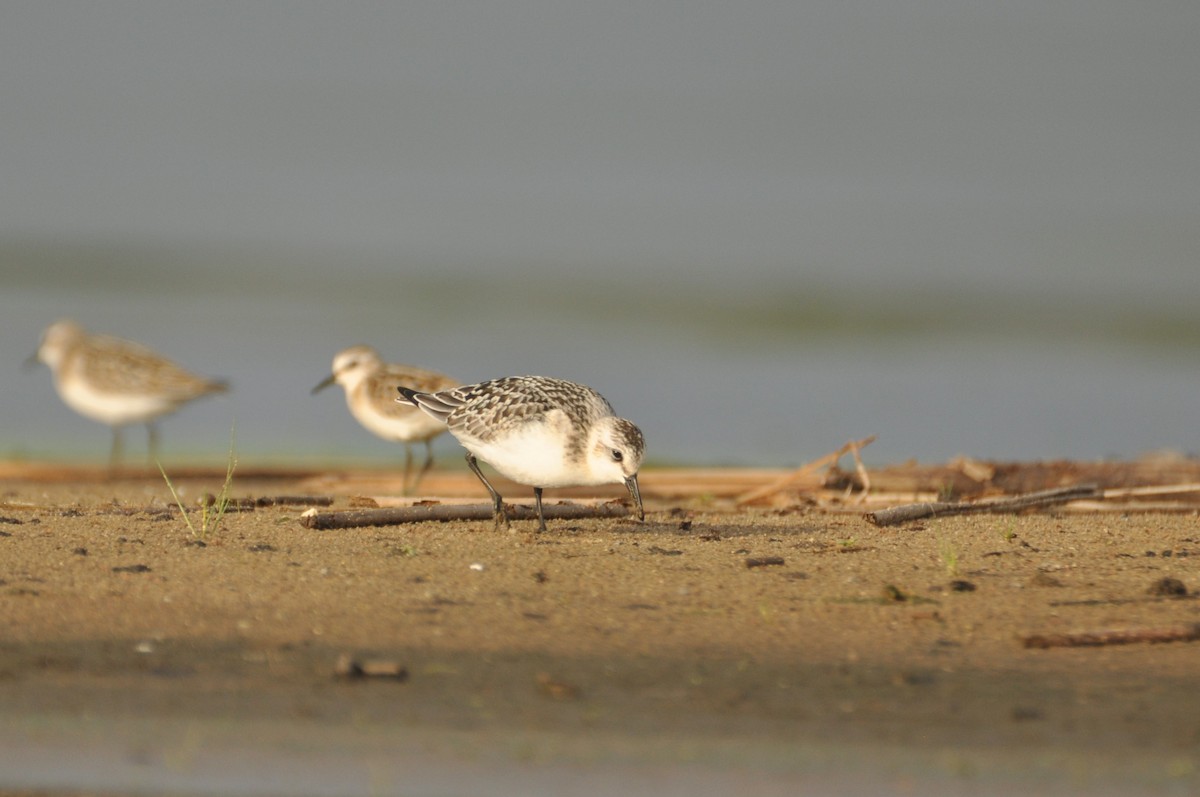 Sanderling - ML646778025