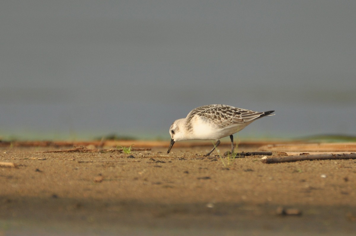 Sanderling - ML646778026