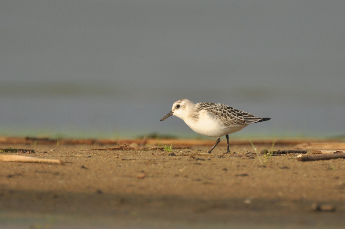 Sanderling - ML646778027