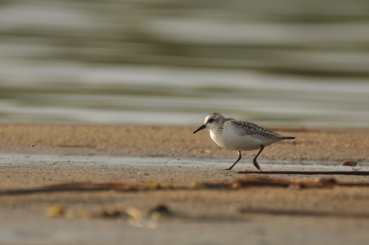 Sanderling - ML646778028