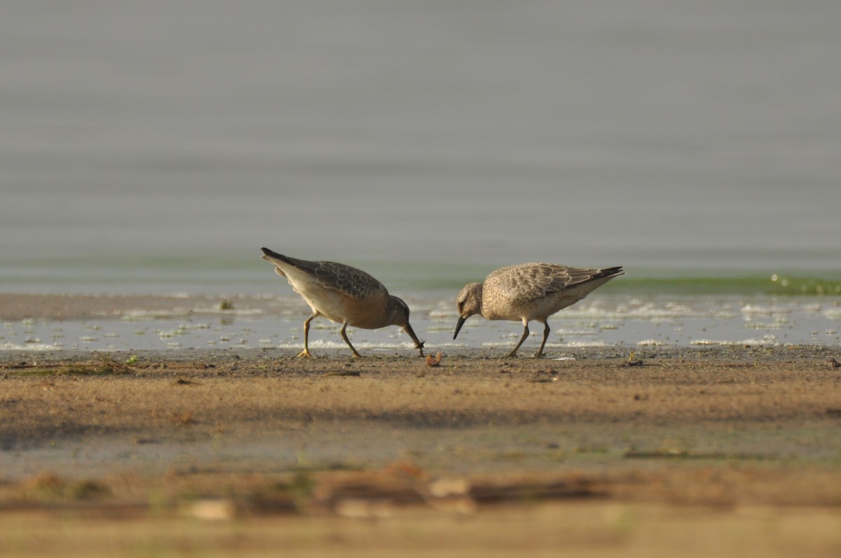 Red Knot - ML646778029