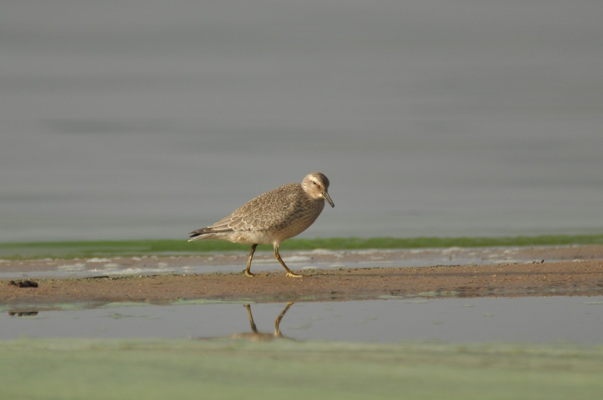 Red Knot - ML646778030