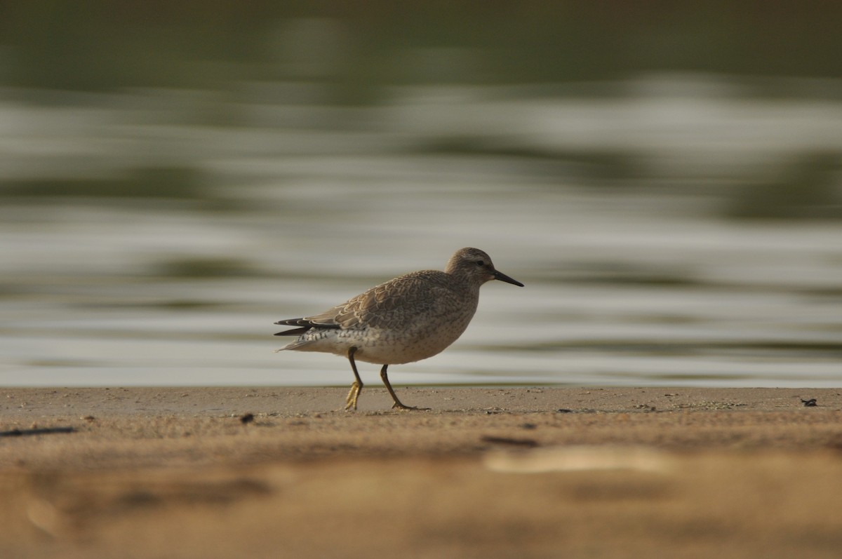Red Knot - ML646778031