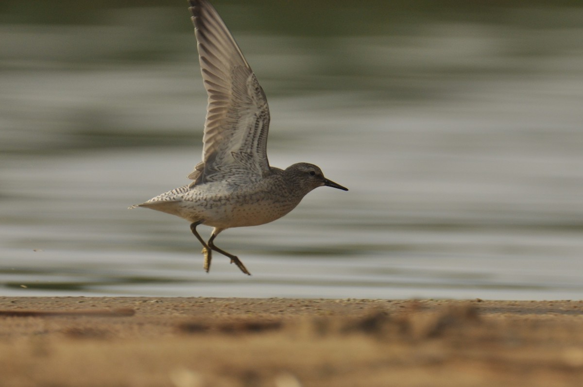 Red Knot - ML646778032