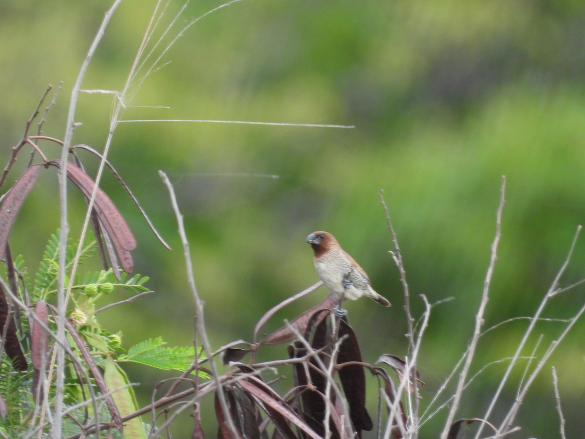 Scaly-breasted Munia - ML646778033