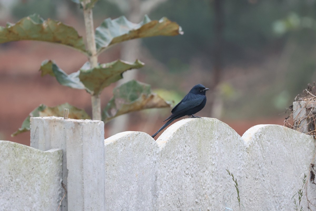 Black Drongo - ML646778034