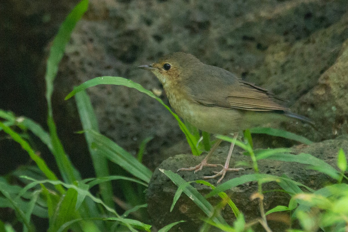 Siberian Blue Robin - ML646778035