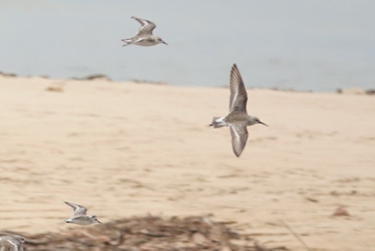 Curlew Sandpiper - ML646778036