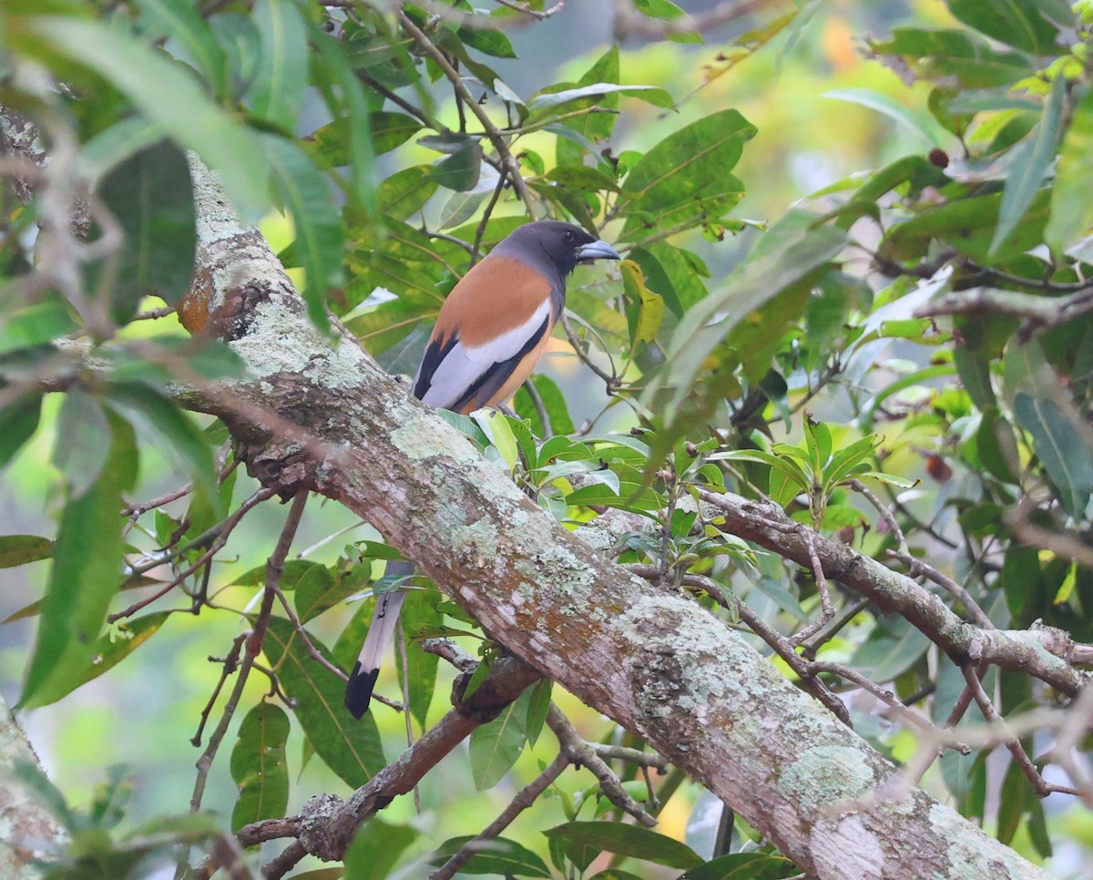 Rufous Treepie - ML646778037