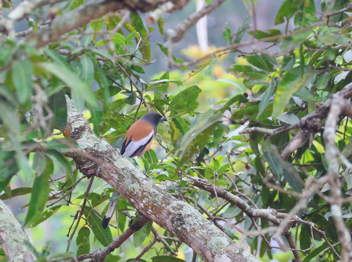 Rufous Treepie - ML646778038